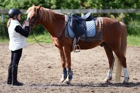 Horse Tack